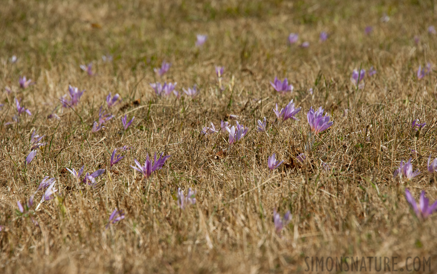 Montenegro - In the region of the Durmitor massif [250 mm, 1/1250 sec at f / 10, ISO 1600]